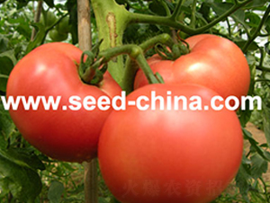 ��������-���ѷN��-���·N�I(y��)