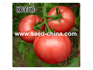 �W�R��-���ѷN��-���·N�I(y��)