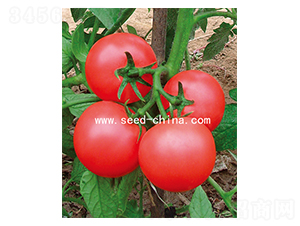 ����-���ѷN��-���·N�I(y��)