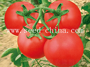 ����F1-���ѷN��-���·N�I(y��)