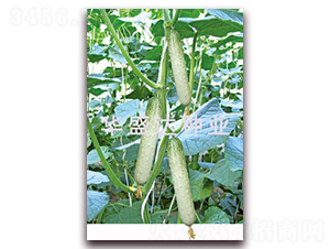 ʢ�_313-�S�ϷN��-�Aʢ�_