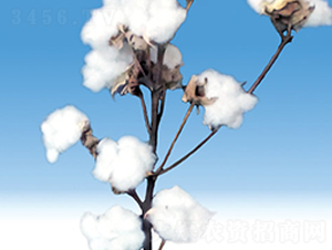 �º�39̖-�޻��N��-��ʥ�̷N�I(y��)