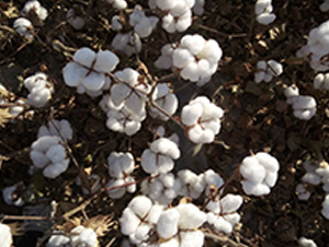 �����57̖-�޻��N��-��ʥ�̷N�I(y��)