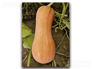 �ϻ��۱��Ϲϣ�1079��-�ϹϷN��-�����r(n��ng)