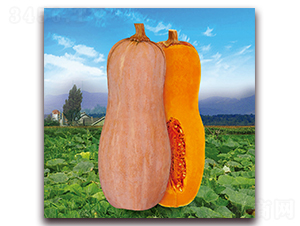 ���S�۱��Ϲϣ�1113��-�ϹϷN��-�����r(n��ng)