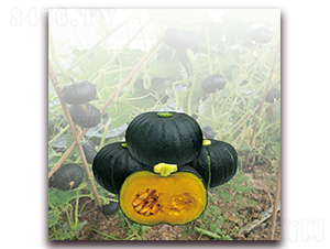 ���r(n��ng)ؐؐ�Ϲϣ�1245��-�ϹϷN��-�����r(n��ng)