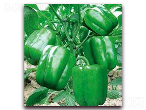 ������-�𽷷N��-�����S��