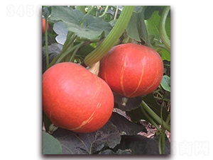 �t����̖(h��o)-�ϹϷN��-�����S��