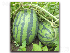 �S�����-���ϷN��-�����S��