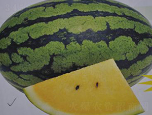 ����-���ϷN��-�����S��