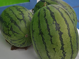 ����-���ϷN��-�����S��