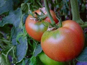 ����һ̖-���ѷN��-�¸ɾ�