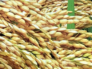 �r��15̖-ˮ���N��-���ƷN�I(y��)