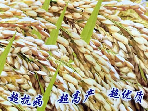 ��T12̖-ˮ���N��-���ƷN�I(y��)