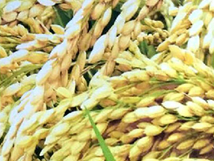 ����1̖-ˮ���N��-���ƷN�I(y��)