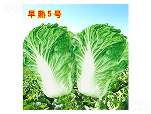 ����5̖-�ײ˷N��-�f�r�߿�