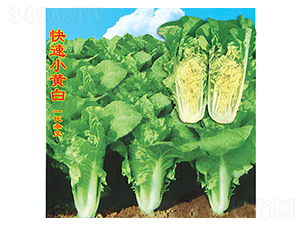 ����С�S��-�ײ˷N��-�f�r�߿�