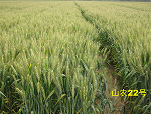 ɽ�r22̖-С���N��-����N�I(y��)