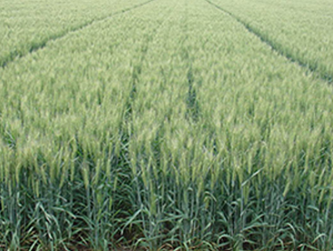 ɽ�r(n��ng)24̖-С���N��-����N�I(y��)