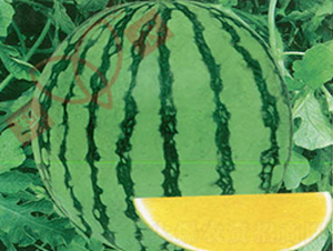 ���r(n��ng)�o����̖-���ϷN��-���r(n��ng)�N�I(y��)