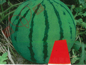 ����t��-���ϷN��-���r(n��ng)�N�I(y��)