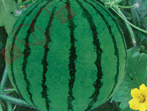 ������-���ϷN��-���r(n��ng)�N�I(y��)