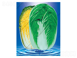 ˮ���I����58-�ײ˷N��-ˮ���I