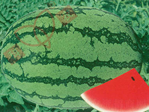 ���r(n��ng)��̖(h��o)-���ϷN��-���r(n��ng)�N�I(y��)