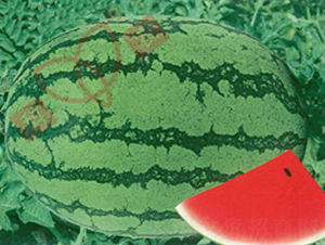 ���r(n��ng)��̖���㌏��-���ϷN��-���r(n��ng)�N�I(y��)