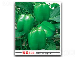 �x��606-�����N��-�x���