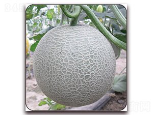 ���W(w��ng)��һ̖-��ϷN��-Ǭ���N�I(y��)