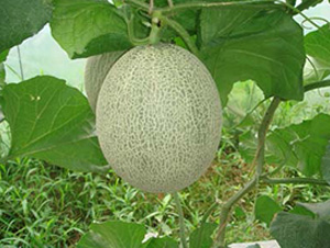 ���-��ϷN��-Ǭ���N�I(y��)