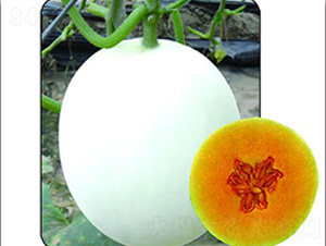 ѩ��t-��ϷN��-Ǭ���N�I(y��)