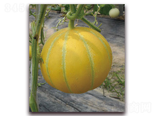 ���ᭇ-��ϷN��-Ǭ���N�I(y��)