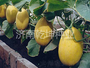 �t��-���ܹϷN��-Ǭ���N�I(y��)