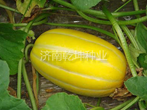 �����-��ϷN��-Ǭ���N�I(y��)