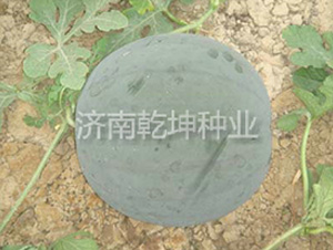 ��ͯ-���ϷN��-Ǭ���N�I(y��)