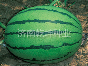 ������Ʒ����-���ϷN��-Ǭ���N�I(y��)