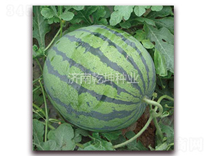 ���xǬ����ѩ-���ϷN��-Ǭ���N�I(y��)