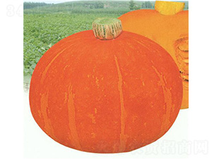 �t���Ϲ�-�ϹϷN��-��̩�_(d��)