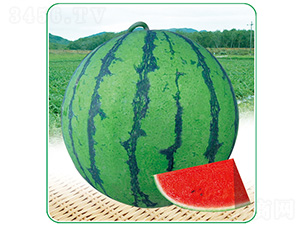 ��������-���ϷN��-��̩�_(d��)