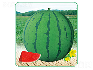 ���84-24-���ϷN��-��̩�_(d��)