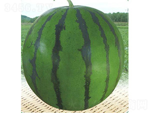 ������̖(h��o)-���ϷN��-��̩�_(d��)