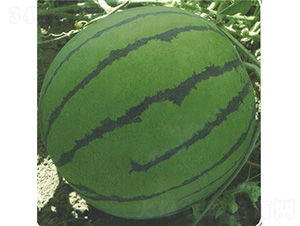 �����̖(h��o)-���ϷN��-��̩�_(d��)