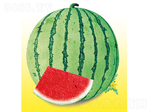 ������̖(h��o)-���ϷN��-��̩�_(d��)