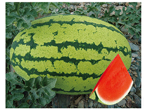 �»�һ̖(h��o)-���ϷN��-��̩�_(d��)