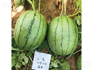 С������-���ϷN��-��̩�_(d��)