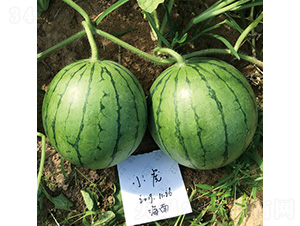 С������-���ϷN��-��̩�_(d��)