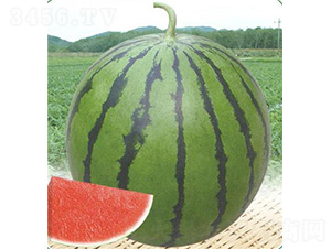 ̩��һ̖(h��o)����-���ϷN��-��̩�_(d��)