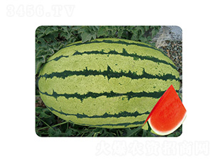 ɳ��һ̖(h��o)-���ϷN��-��̩�_(d��)